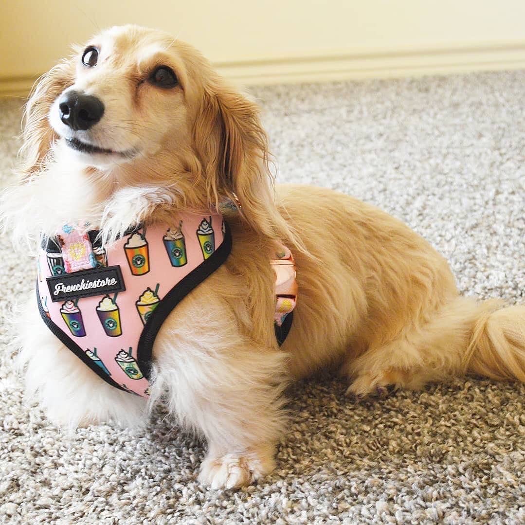 Frenchiestore - Wholesale Pet Harness - Dog - Dog Pet Reversible Health Harness | Pink StarPup9