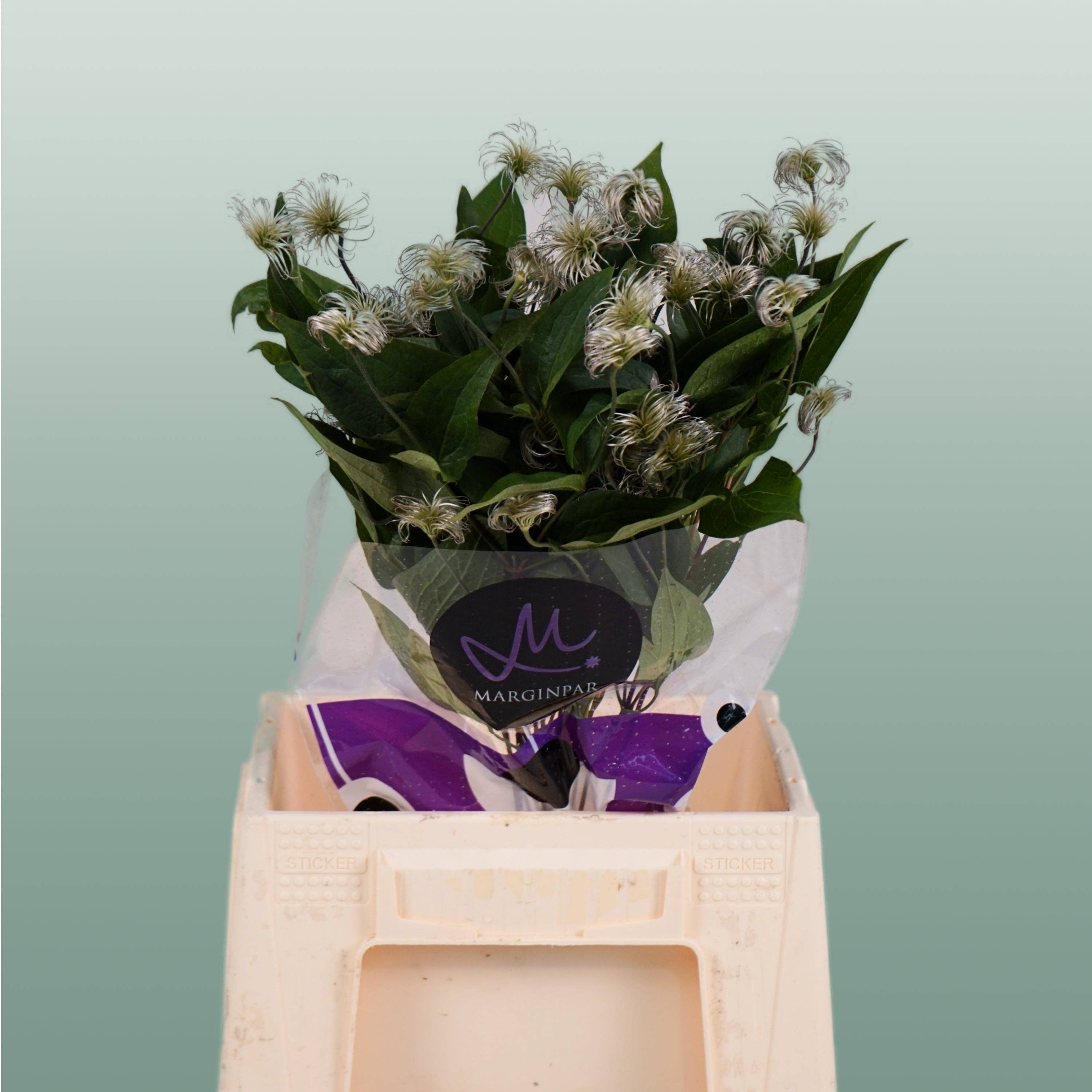 White Clematis Amazing Kibo (10 Stems) for wholesale on Faire0