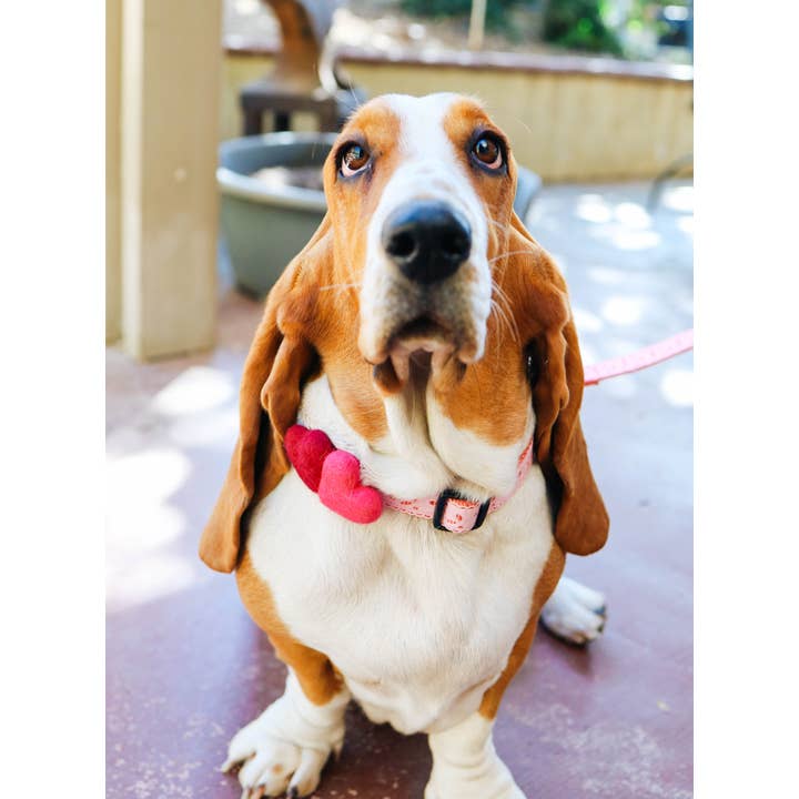 Mimi Green - Wholesale Pet Collar - Dog - We Heart You Dog Collar Accessory (Double) 7 Color Combos9