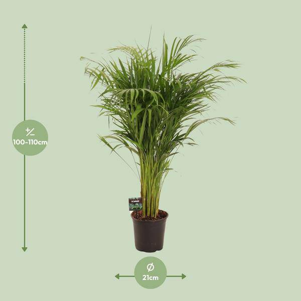 Oasis of Life - Vendita all'ingrosso Piante vive - Areca palma Dypsis lutescens – Palma di bambù pianta da interno – Ø21cm – ca. 110cm di altezza – Purificante dell'aria & facile da curare – Per ambienti interni semiombreggiati1