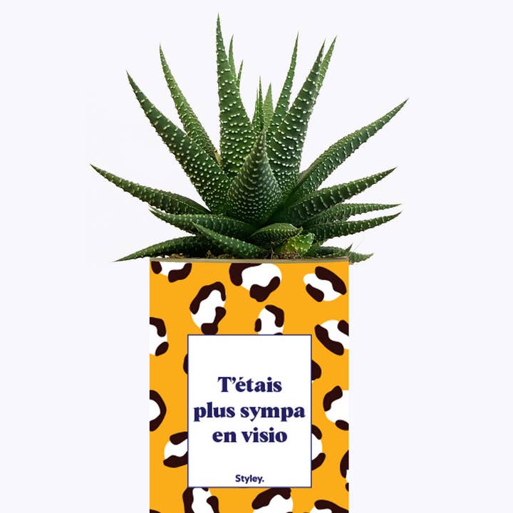 Styley - Wholesale Live Plant - T'étais Plus Sympa En Visio - Cactus2