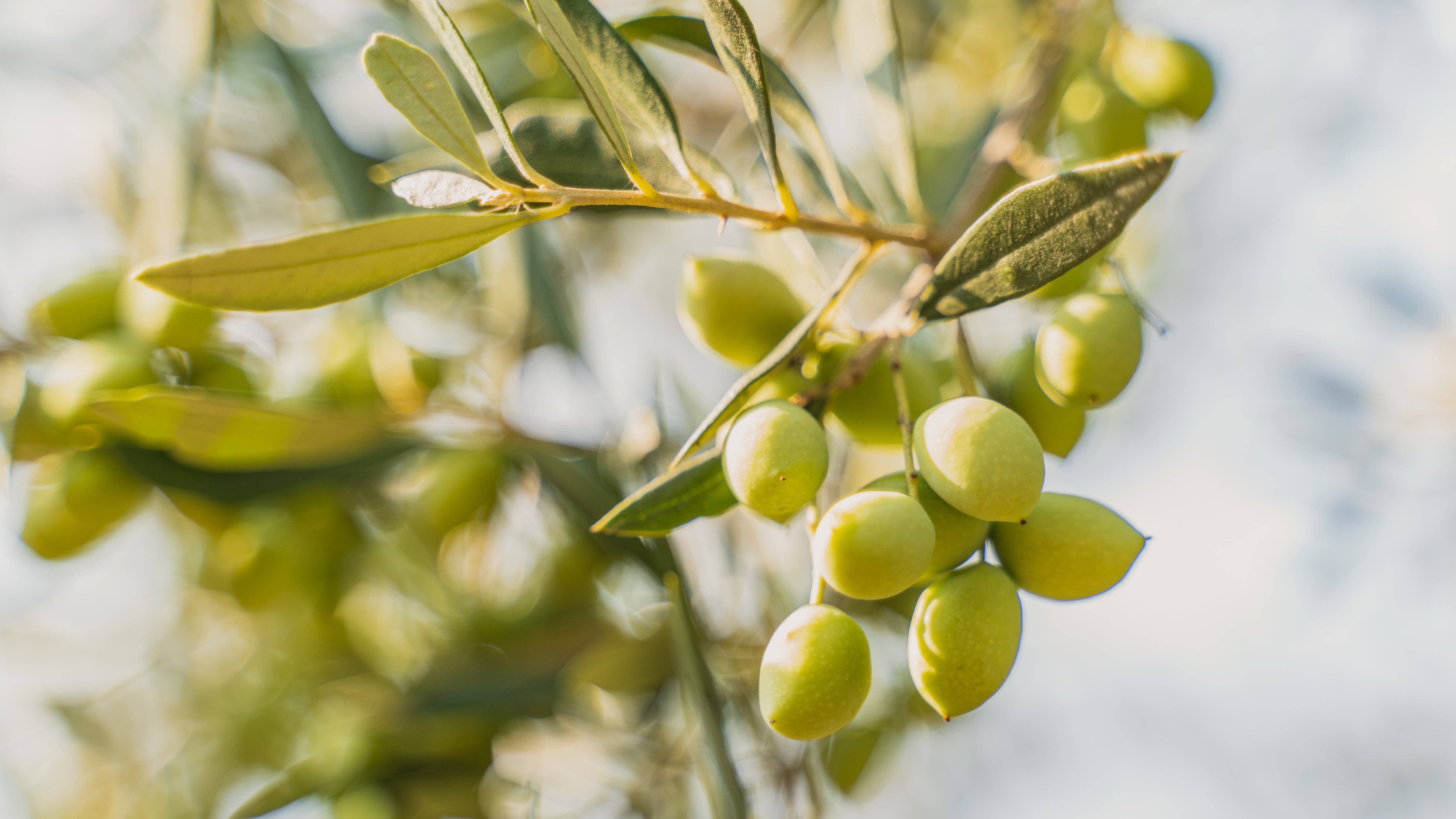 Primis Imports - Wholesale Olive Oil - Early Harvest EVOO  Messenia, Greece5