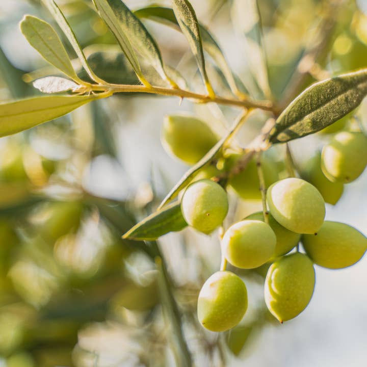 Primis Imports - Wholesale Olive Oil - Early Harvest EVOO Messenia, Greece5