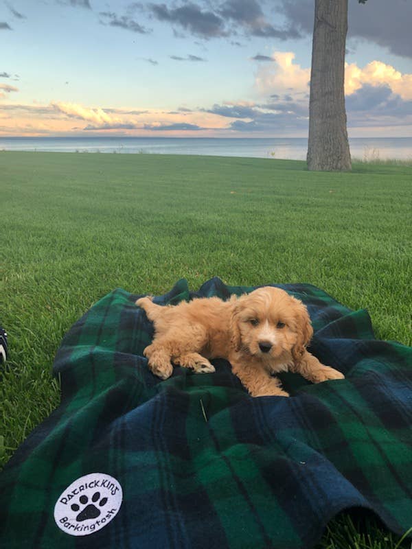 Black Watch Dog Blanket Small/Med for wholesale by Patrick King Woollen Company