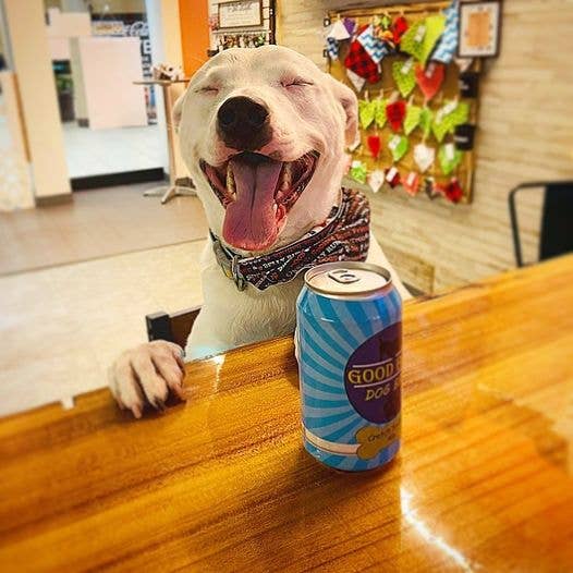 Wholesale (OUT OF STOCK) Good Boy Dog Beer Crotch Sniffin Ale for your
