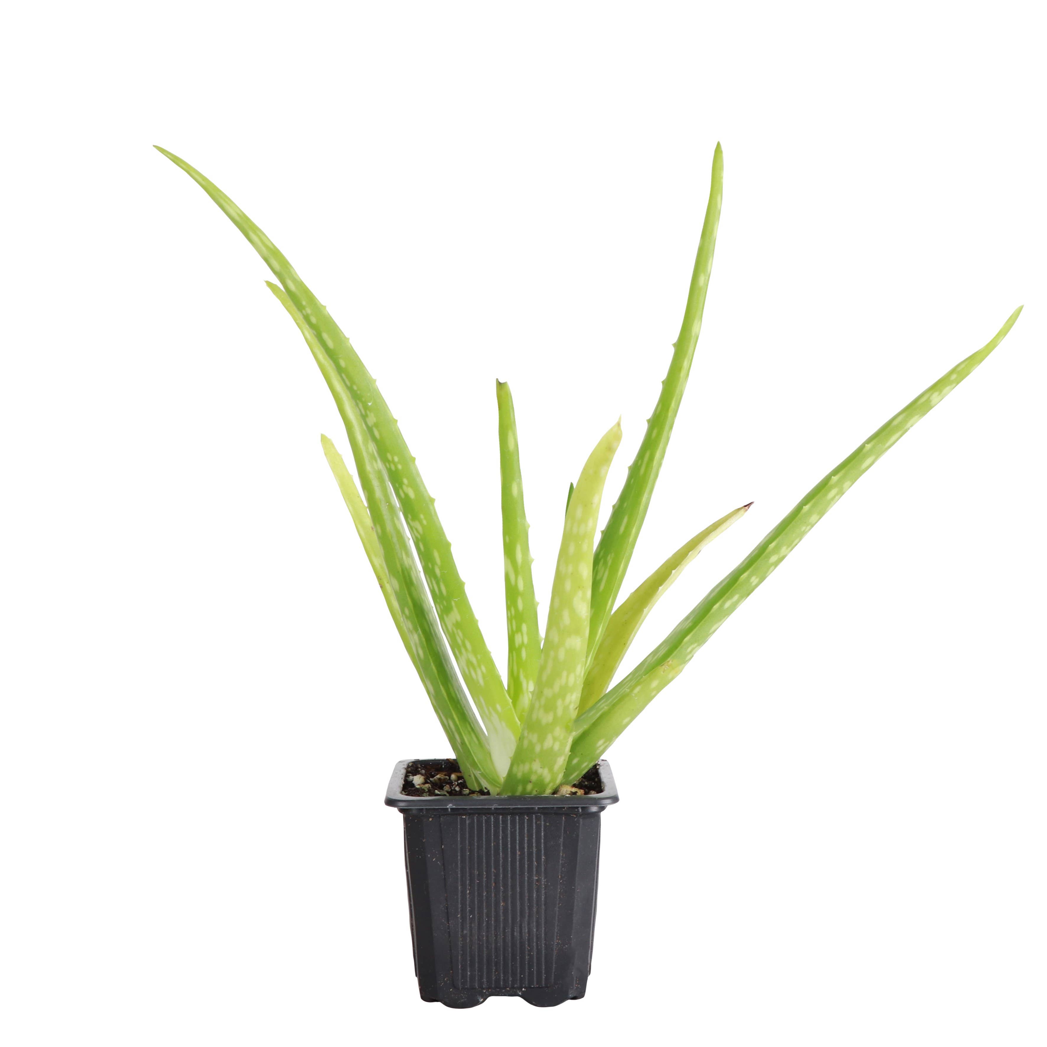 Thorsen's Greenhouse - Wholesale Live Plant - Aloe Vera Plant - Live Plant4