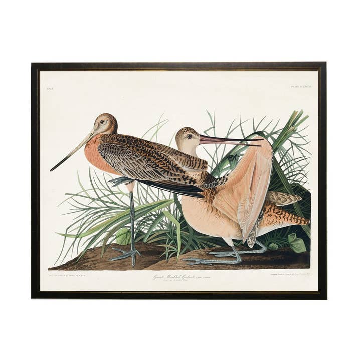 Grande Livraria Márbled Godwit por atacado de Antique Curiosities Inc