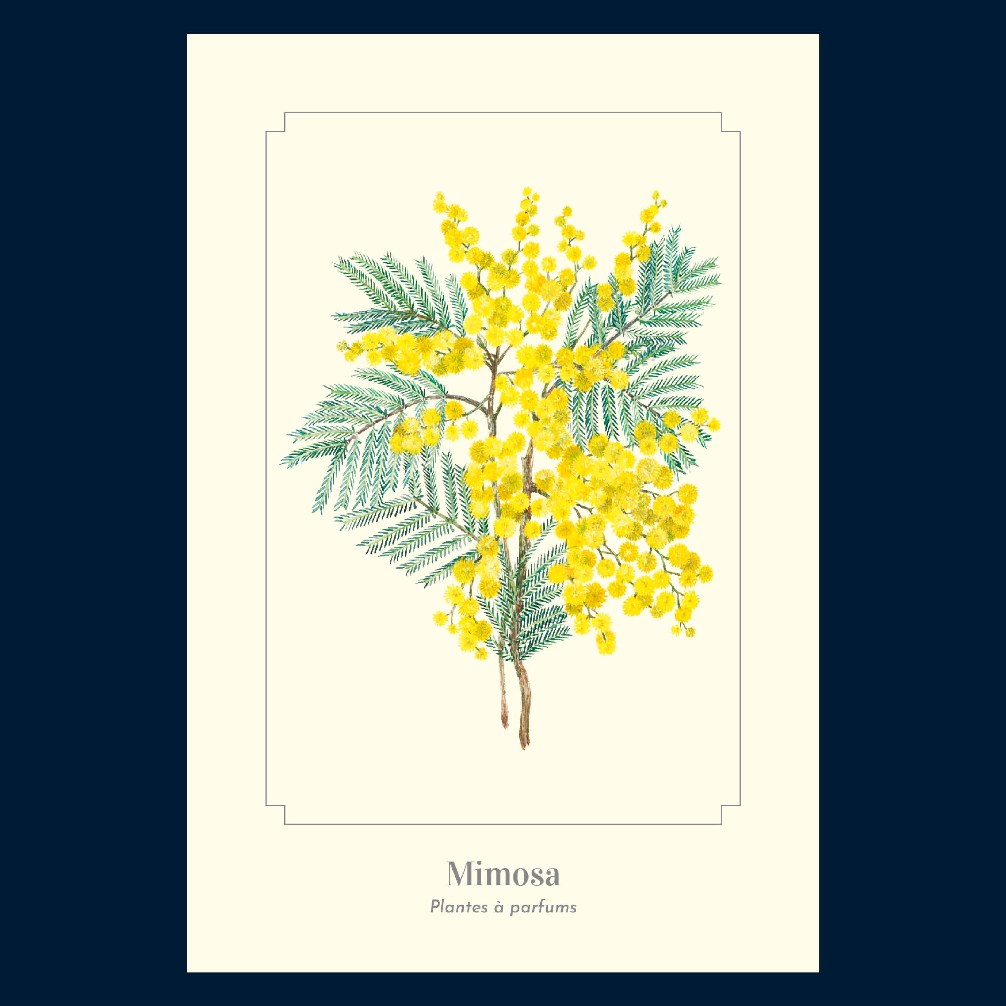 Longue-vue – wholesale Postcard – Mimosa - Postcard2