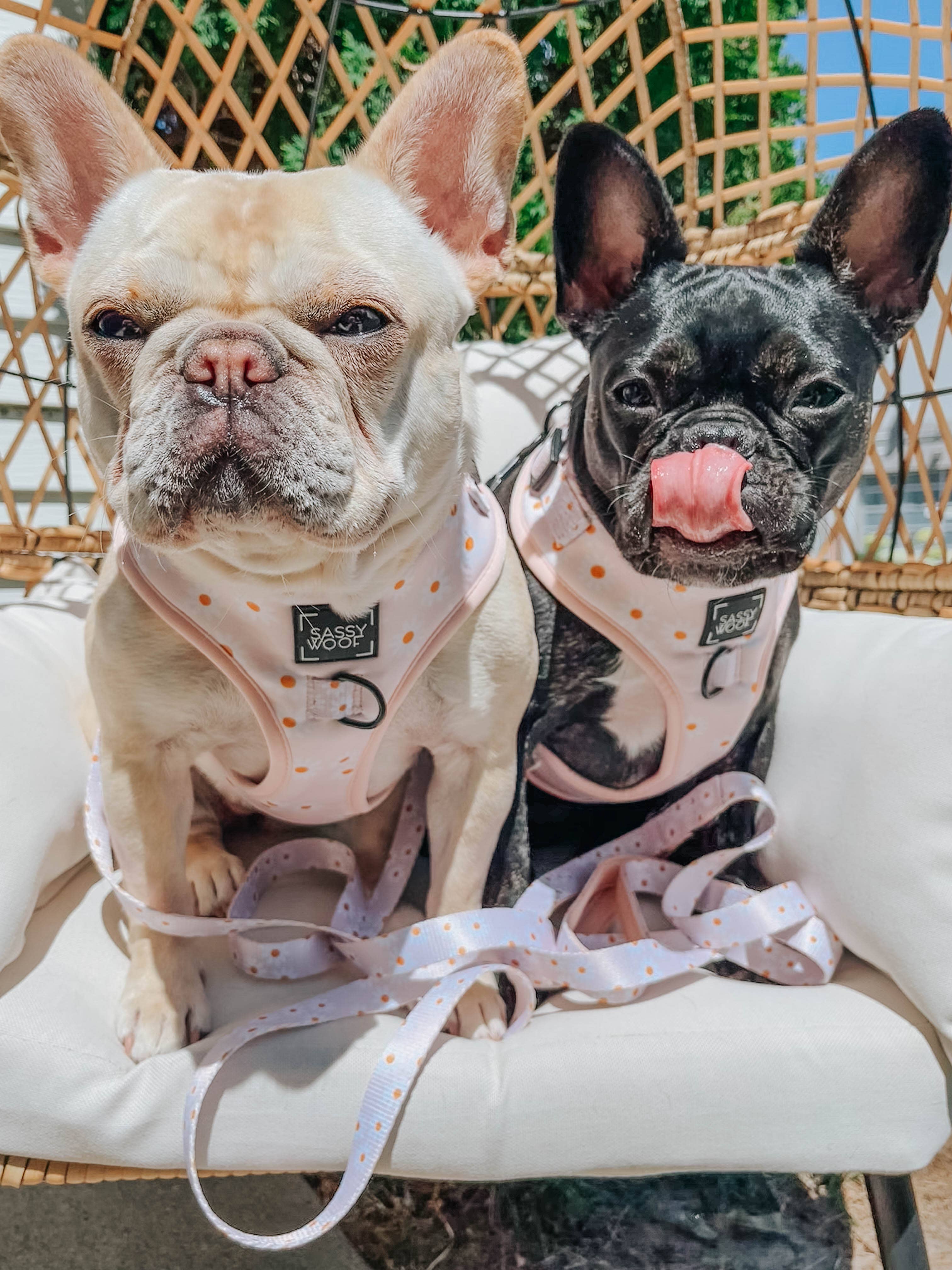 SASSY WOOF - Wholesale Pet Harness - Dog - Dog Adjustable Harness - Dainty Daisy13