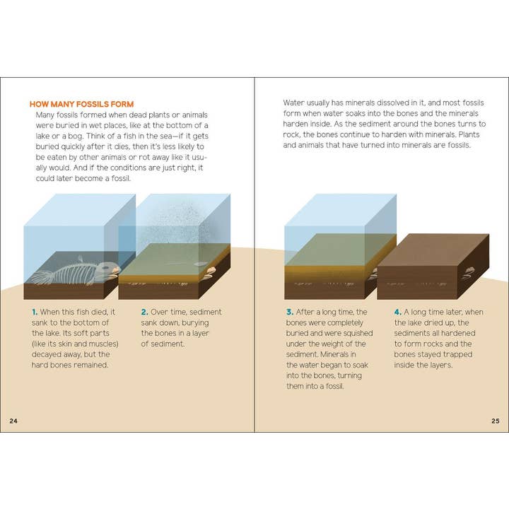 AdventureKEEN - Wholesale Early Reader Book (6-8) - Fossils for Kids1