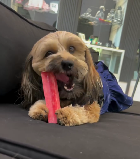 Yeti Dog Chew - Wholesale Pet Treats - Dog - Yeti Assorted Fruit Chews, 1-Coconut, 1-Mango, 1-Strawberry4