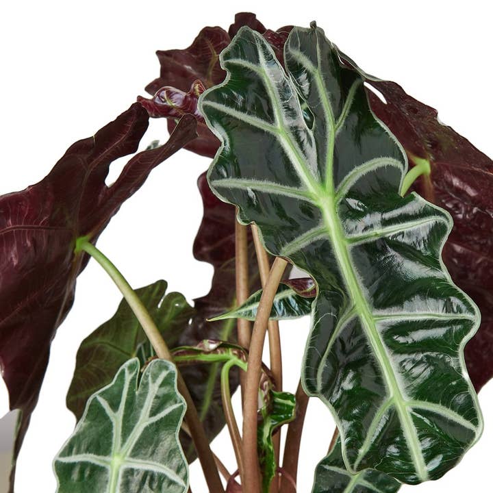 House Plant Wholesale - Wholesale Live Plant - ALOCASIA AFRICAN MASK 4-inch1