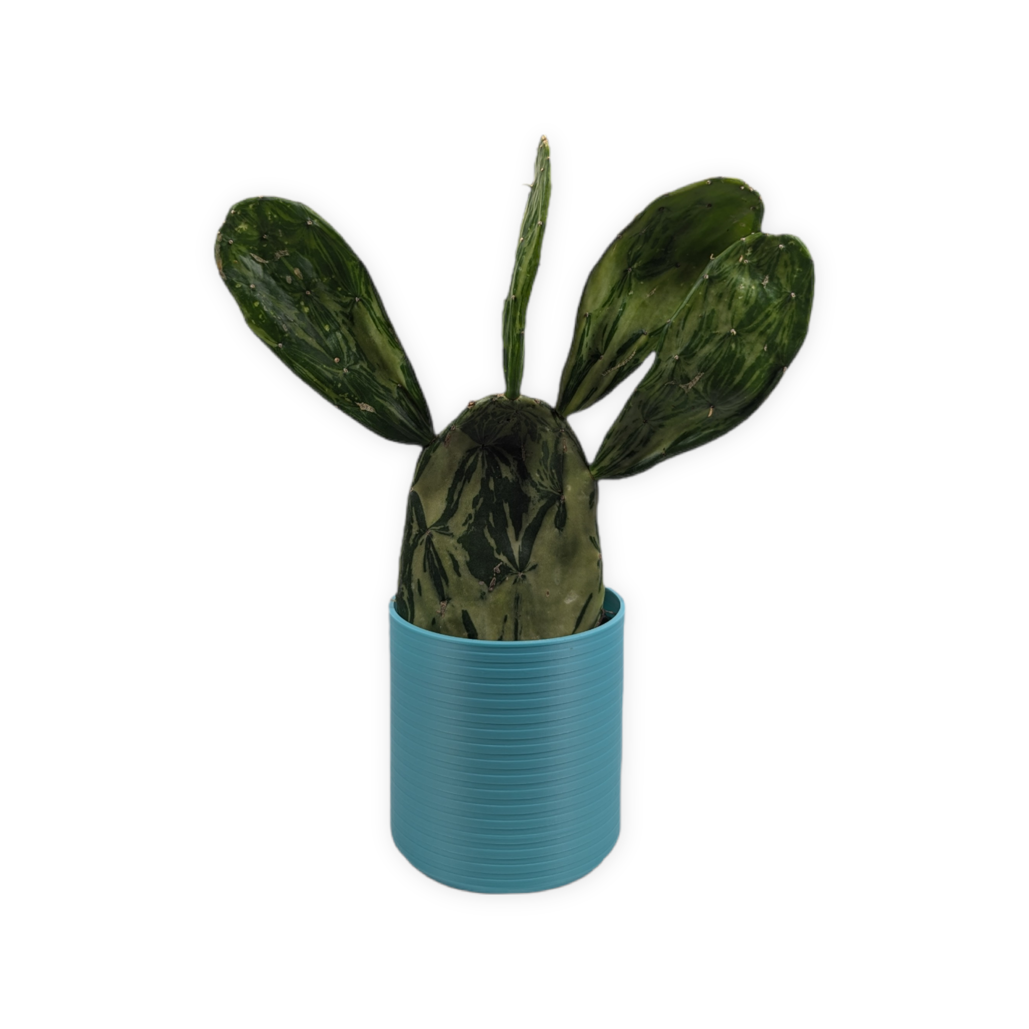 Leafprints.3d - Wholesale Plant Pot - The Talipot- 4 Inch Cover Pot (No Drainage)17