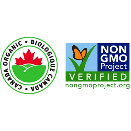 Echo Sales America - Vendita all'ingrosso Bibite/bevande gassate - Gingerbug Ginger Beer Piccante, confezione da 12 bottiglie da 12oz/355ml.4