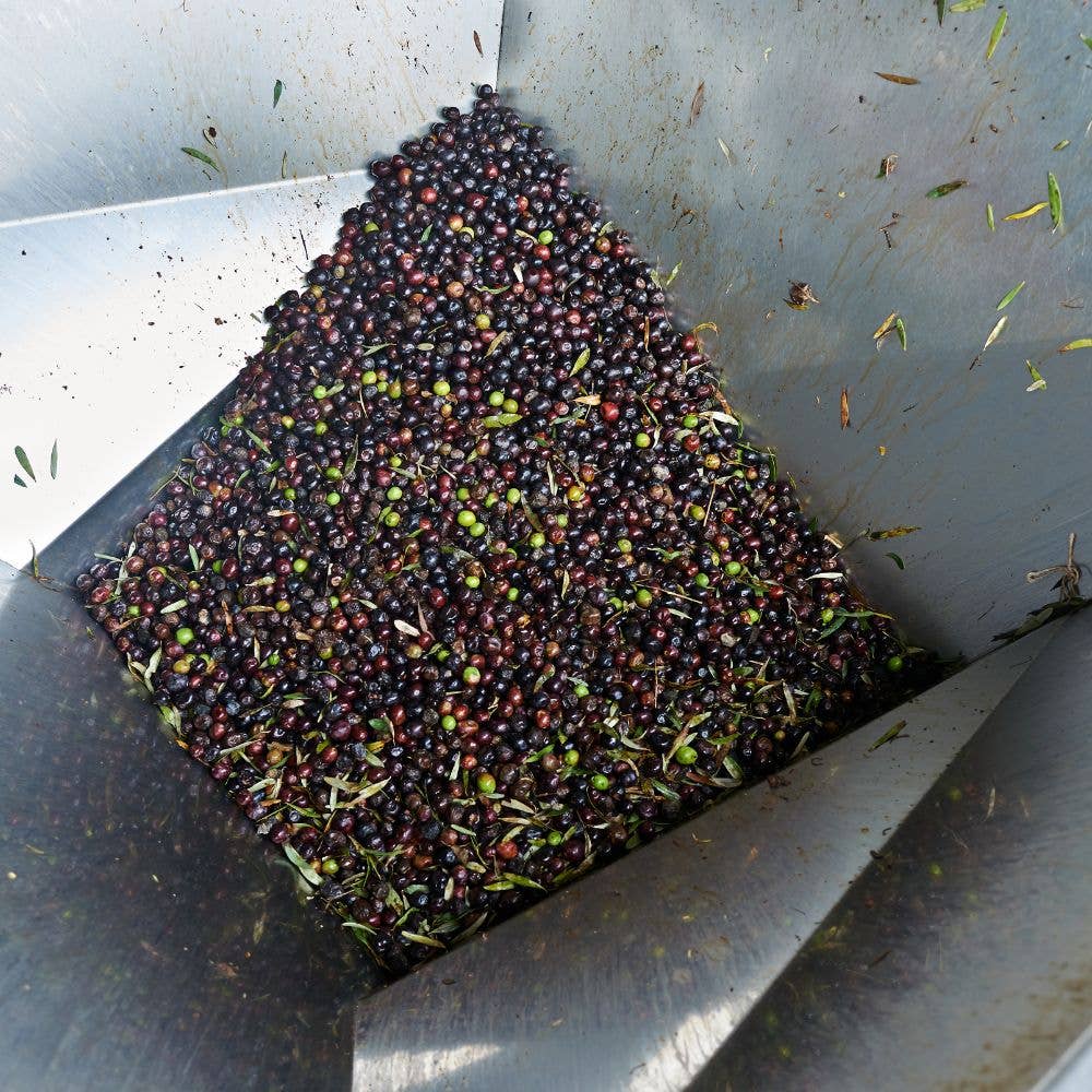 L'ABELLA MIEL – Großhandel Olivenöl – L'Abellamel natives Olivenöl extra – 5 Liter Kanister3