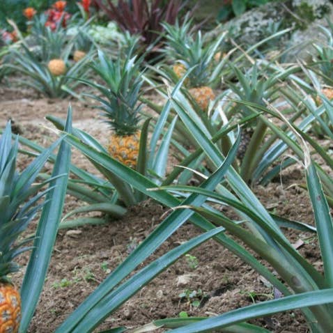 Les Gaillardises de l'Ubaye - Wholesale Snack Bar - Croqu'Coco: Crunch, Move, Enjoy3