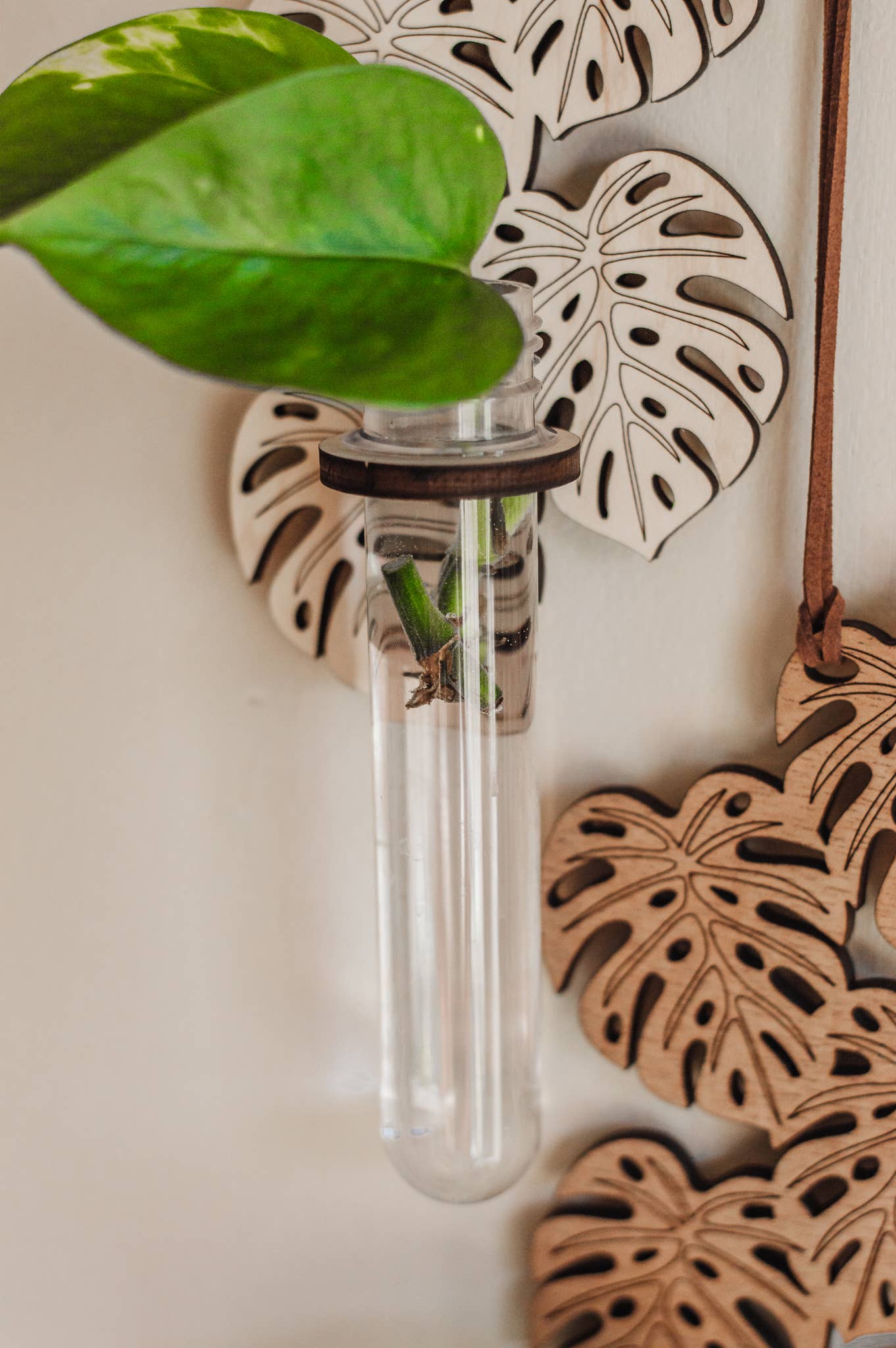 PlantsNsht - Wholesale Hanging Planter - Monstera Hanging Propagation Station - Choose Your Color4