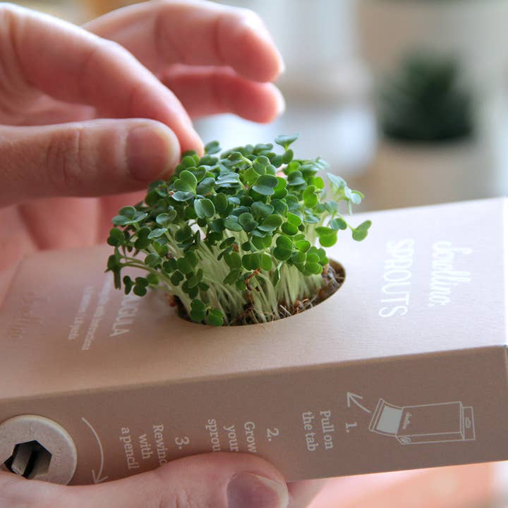 Originele activiteits- en kweekset - Scrollino Rucola Sprouts en andere Kweekspullen wholesale inkopen. Gratis retourzendingen en een 60-dagen netto betalingstermijn op Faire.com trends op Faire.
