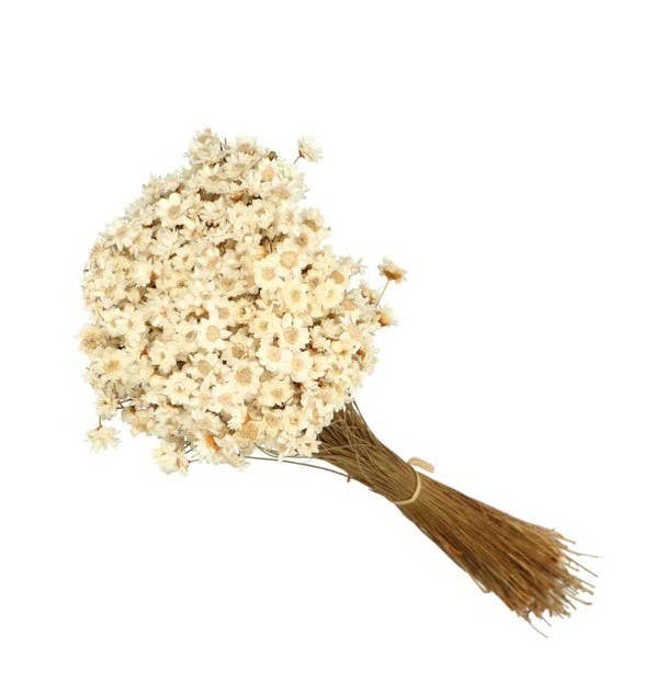 .AVPV. Studio - Wholesale Artificial Flowers - Glixia mini star flowers0