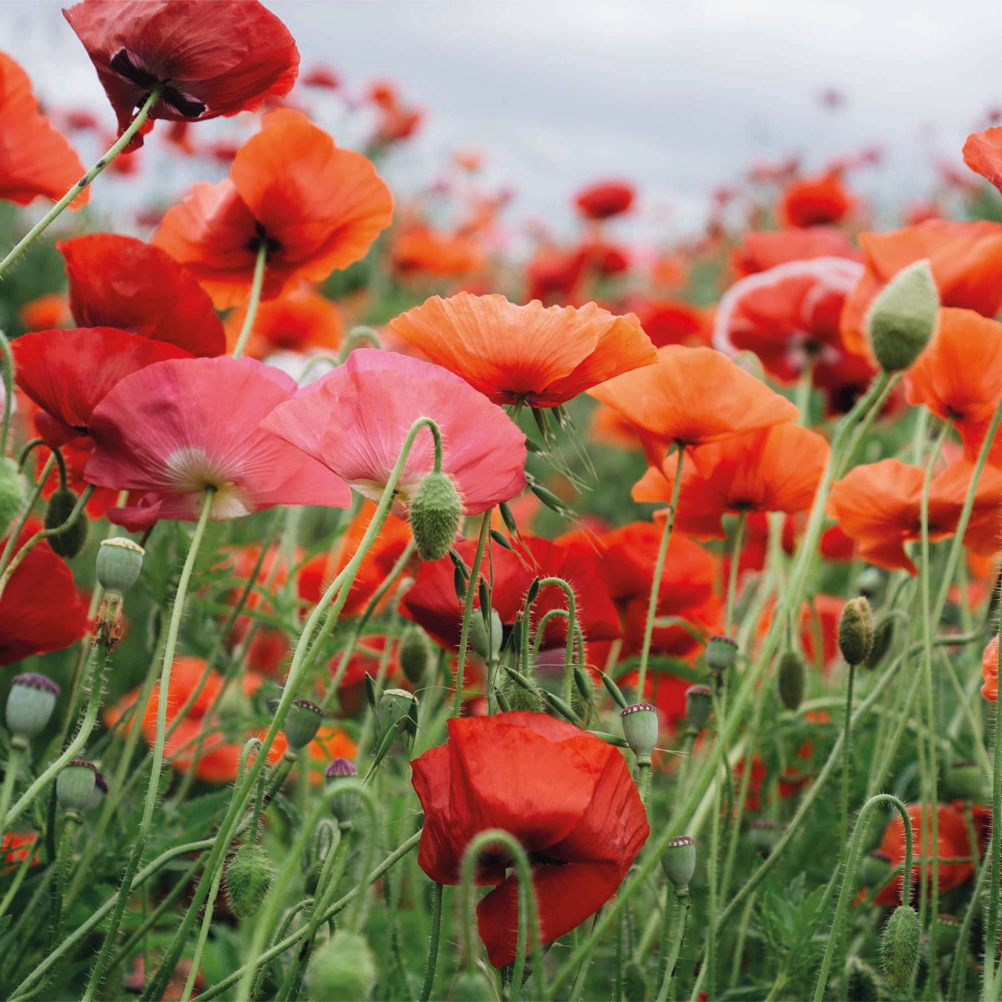 La Fabrique à Sachets - Vendita all'ingrosso Semi di piante - Botanica - Sacchetto di semi di Papavero2