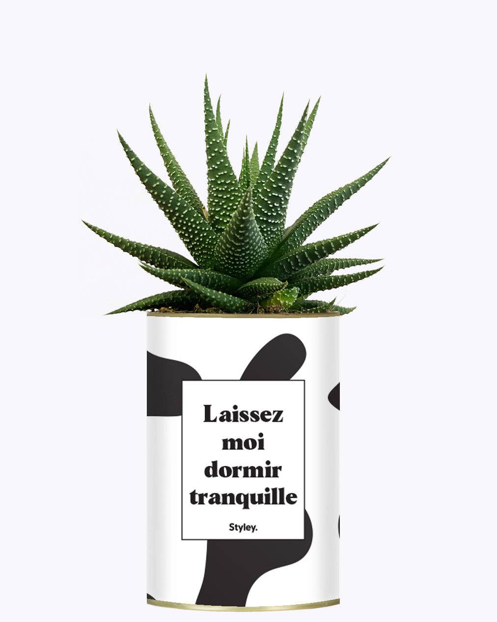 Styley - Wholesale Succulent - Laissez Moi Dormir Tranquille - Plante2