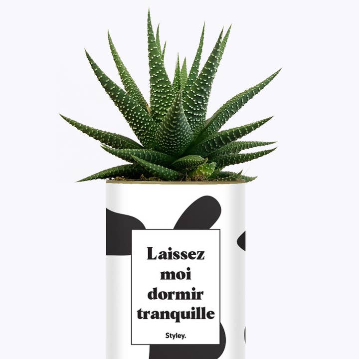Styley - Wholesale Succulent - Laissez Moi Dormir Tranquille - Plante2