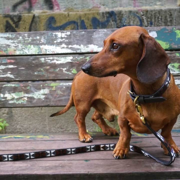 Laisse Mykonos pour chien pour la vente par Dachshund Couture