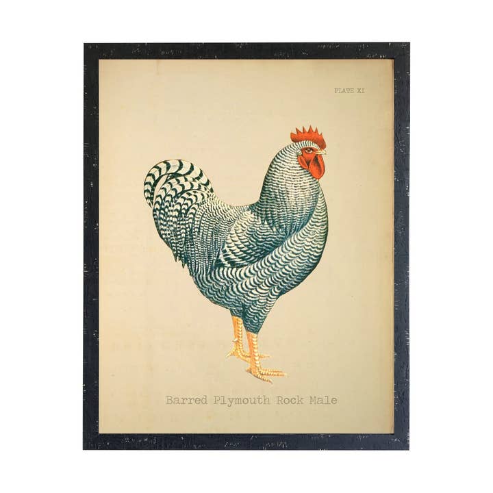 Barred Plymouth Rock Male Rooster for wholesale by Antique Curiosities Inc