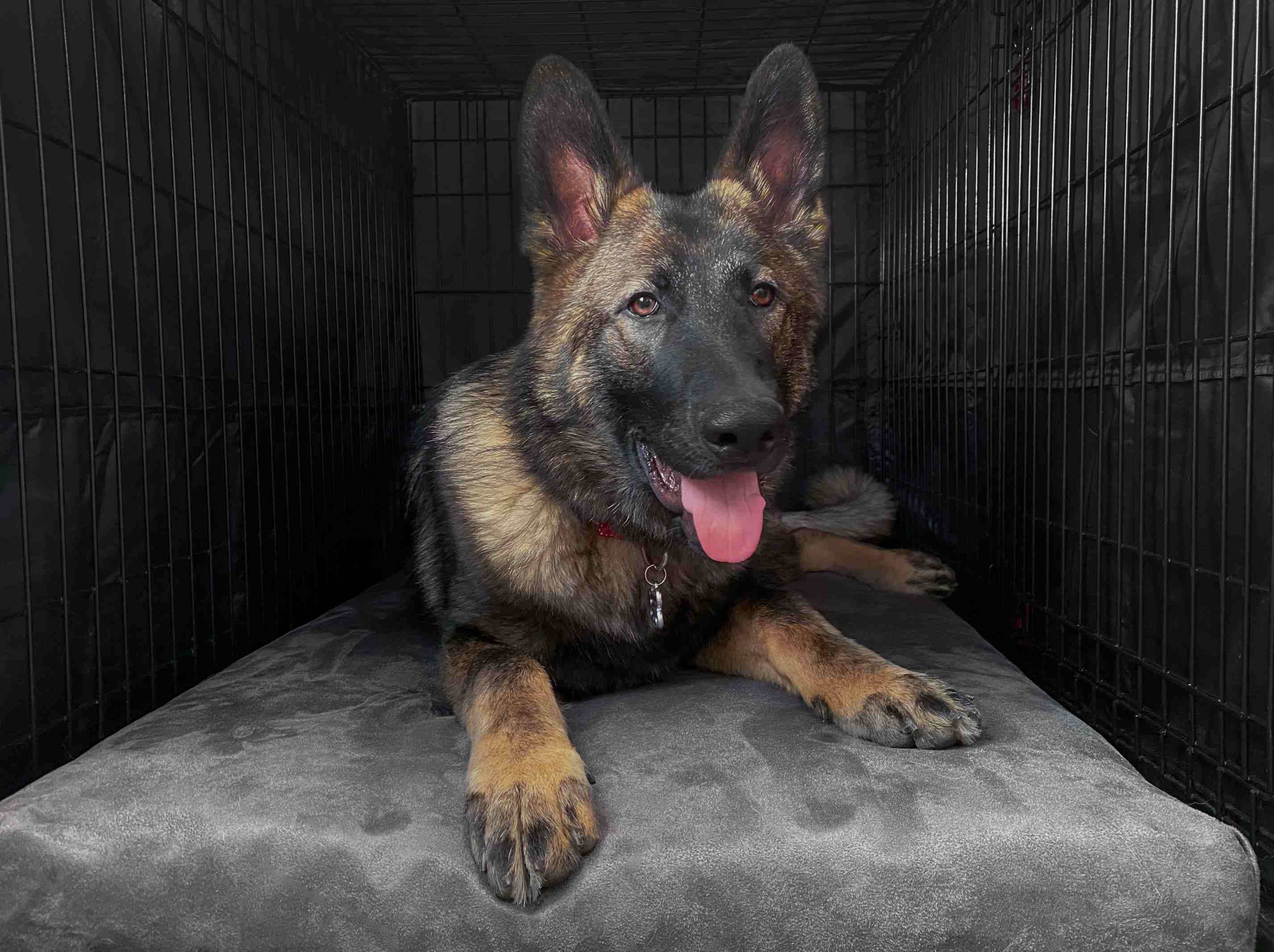 Barker Beds - Wholesale Pet Bed - Dog - 4" Orthopedic Crate Bed6