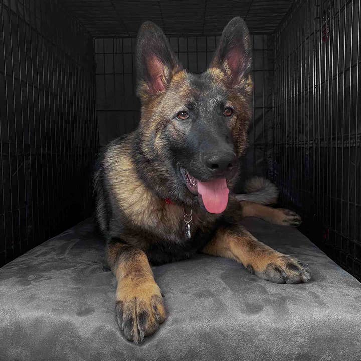 Barker Beds - Wholesale Pet Bed - Dog - 4" Orthopedic Crate Bed6