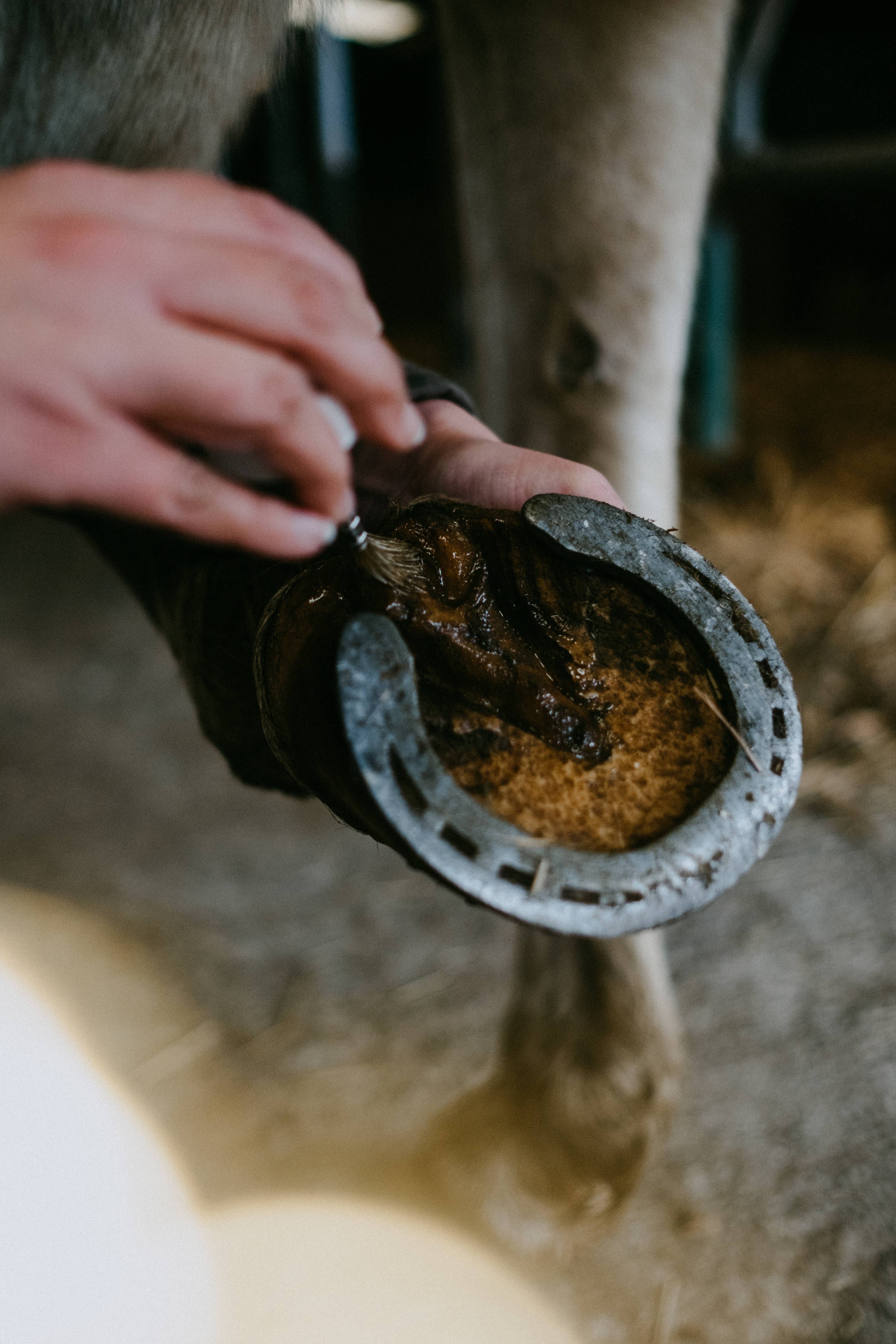 BALSAME - Wholesale Horse Conditioner/Grooming Aid - THE PURIFYING, Hoof Oil2