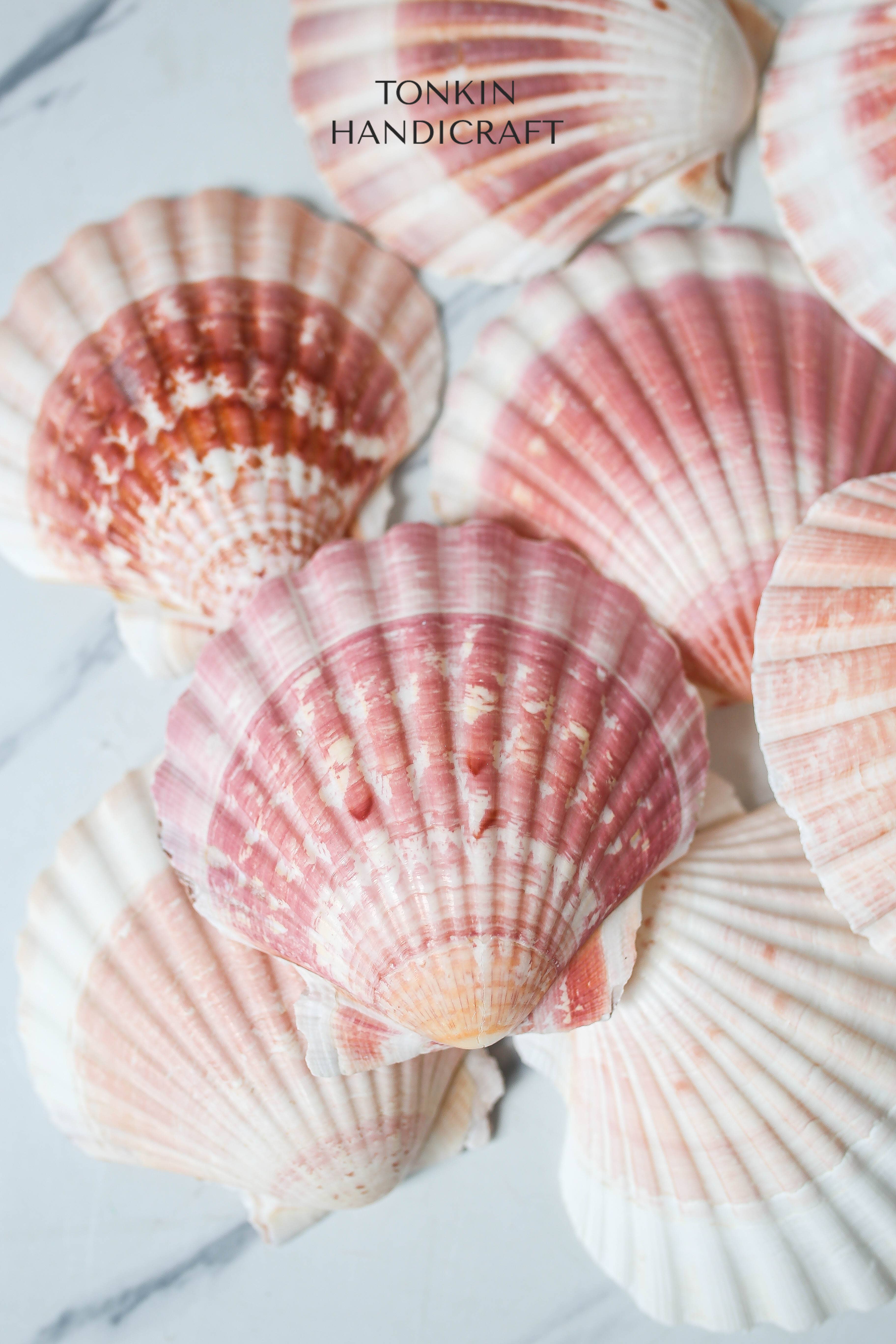 Tonkin Handicraft - Wholesale Decorative Tabletop Object - Bulk Large Reel Scallop Shells1