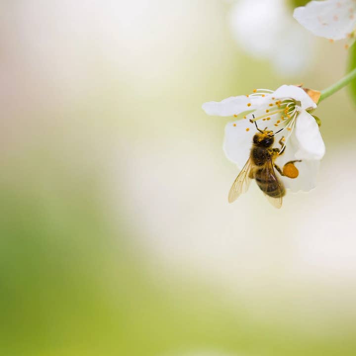 Cônes d'encens Honey Bee pour la vente par Beaches of Tunisia, LLC