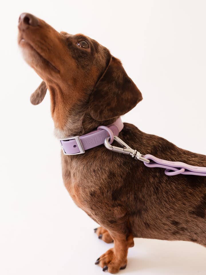 Coleira - Lilás por atacado de PRILTON