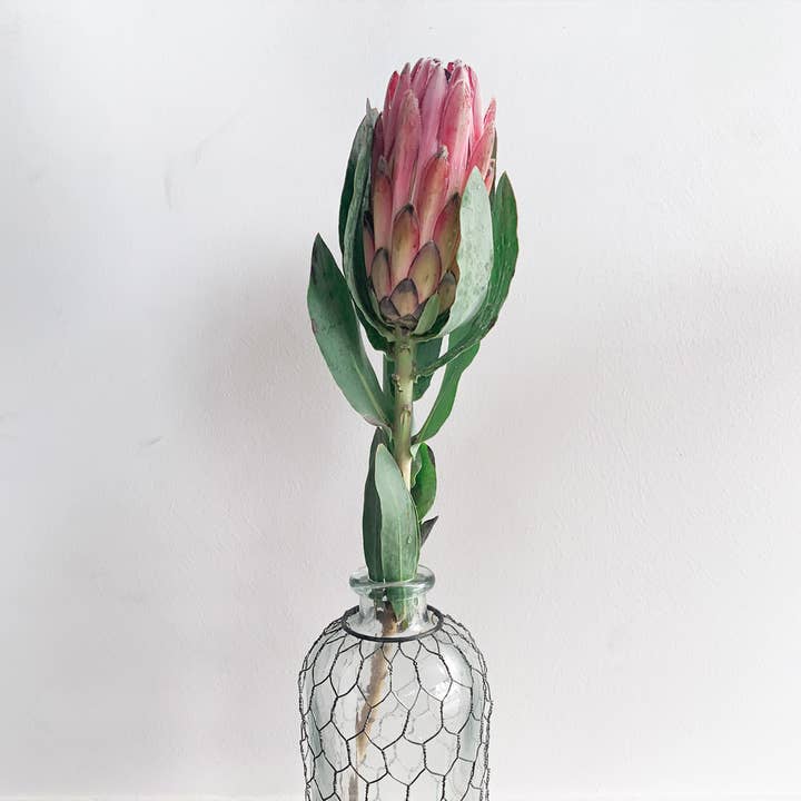 Self-Care Shower - Wholesale Artificial Flowers - King Protea Flower Fresh Cut Pink, SAN DIEGO GROWN Rare Find