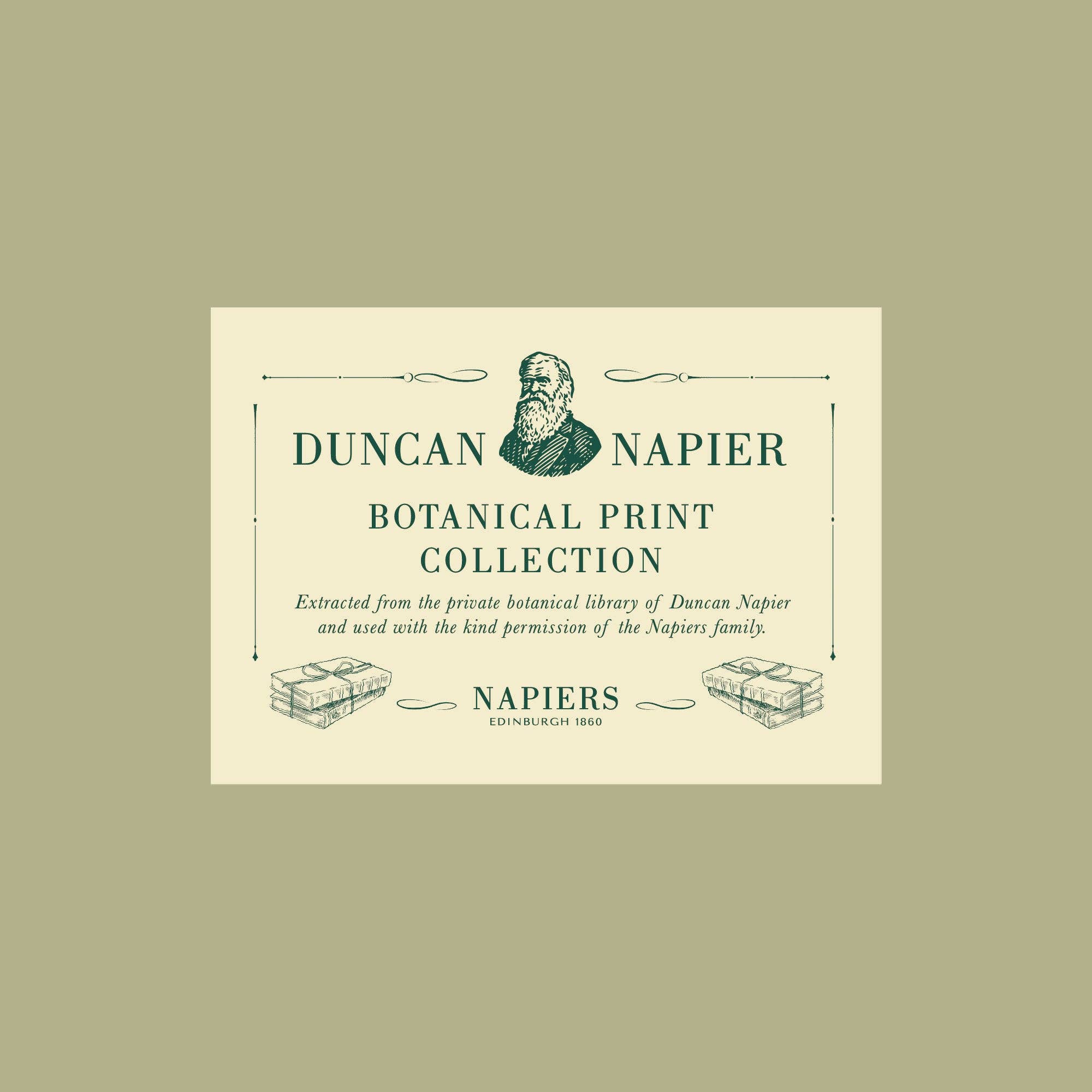 Napiers – wholesale Art print – Napiers Botanical Prints8