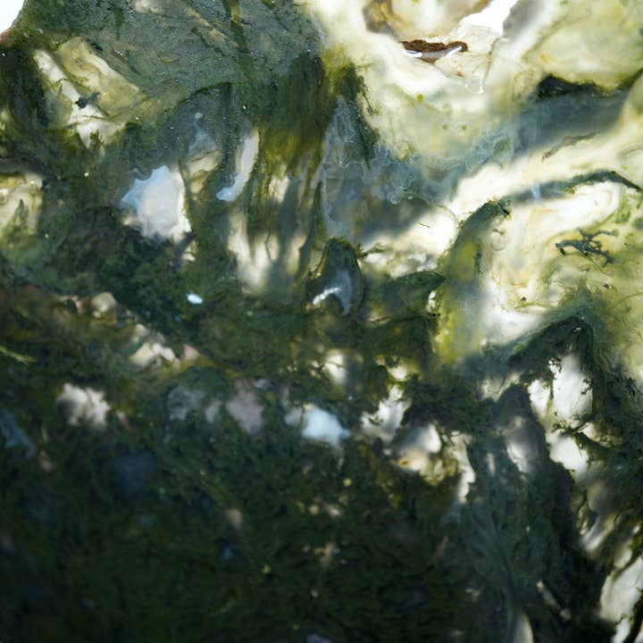 Maury Mountain Moss Agate Slab - Fantastic Green Moss for wholesale by Lapidary Central