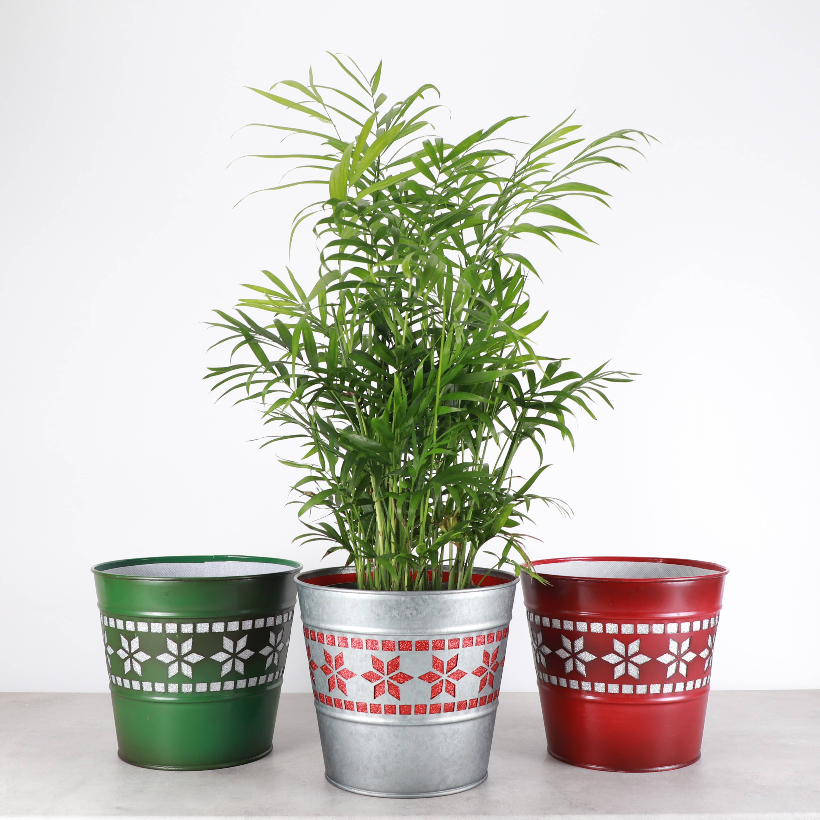 Thorsen's Greenhouse - Wholesale Plant Pot - Winter Star Metal Pot for Houseplants - 4" and 6" Options5