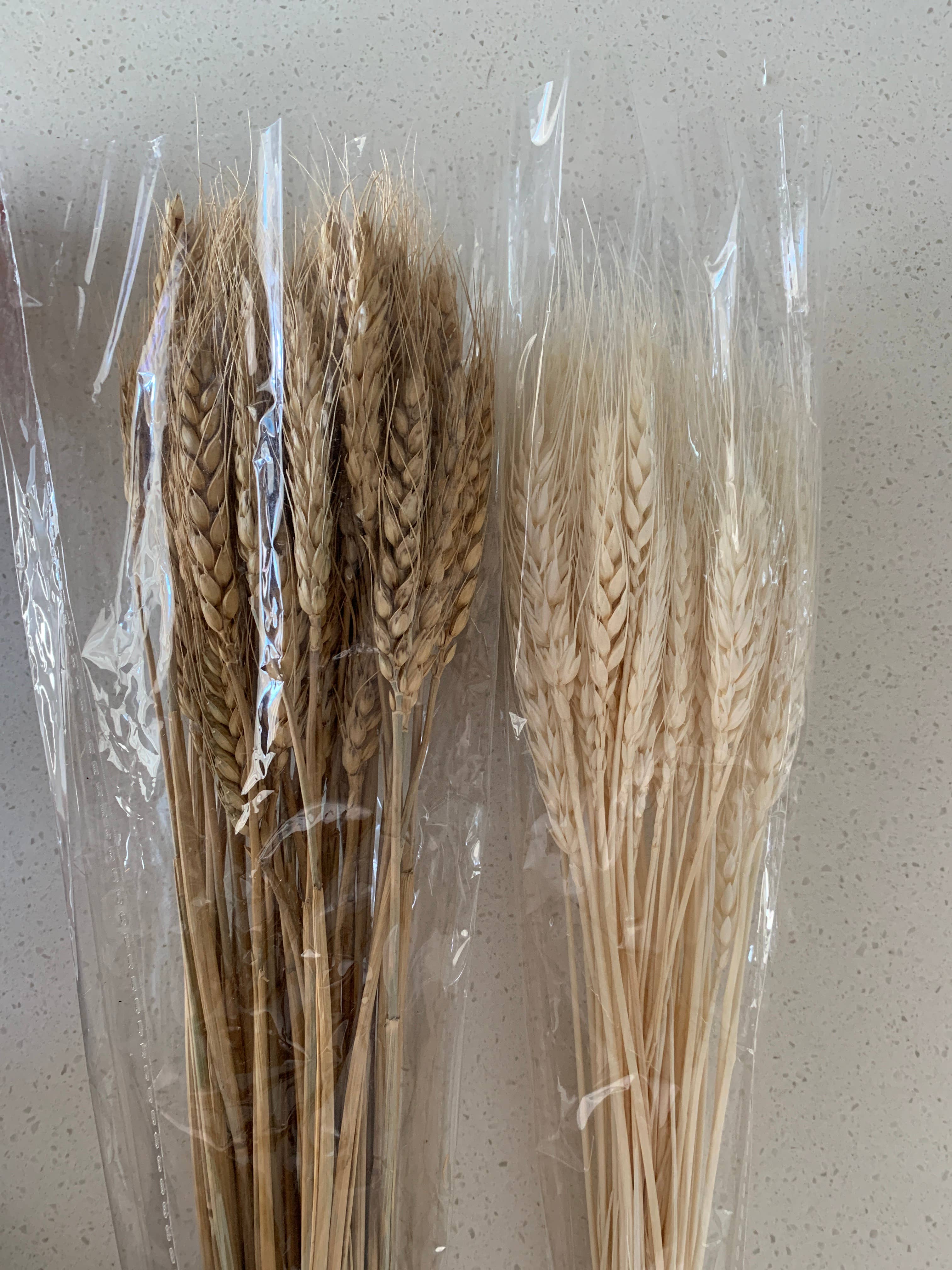 Delmar Decor – Großhandel Getrocknete/gepresste Blumen – Getrocknetes Weizengras0