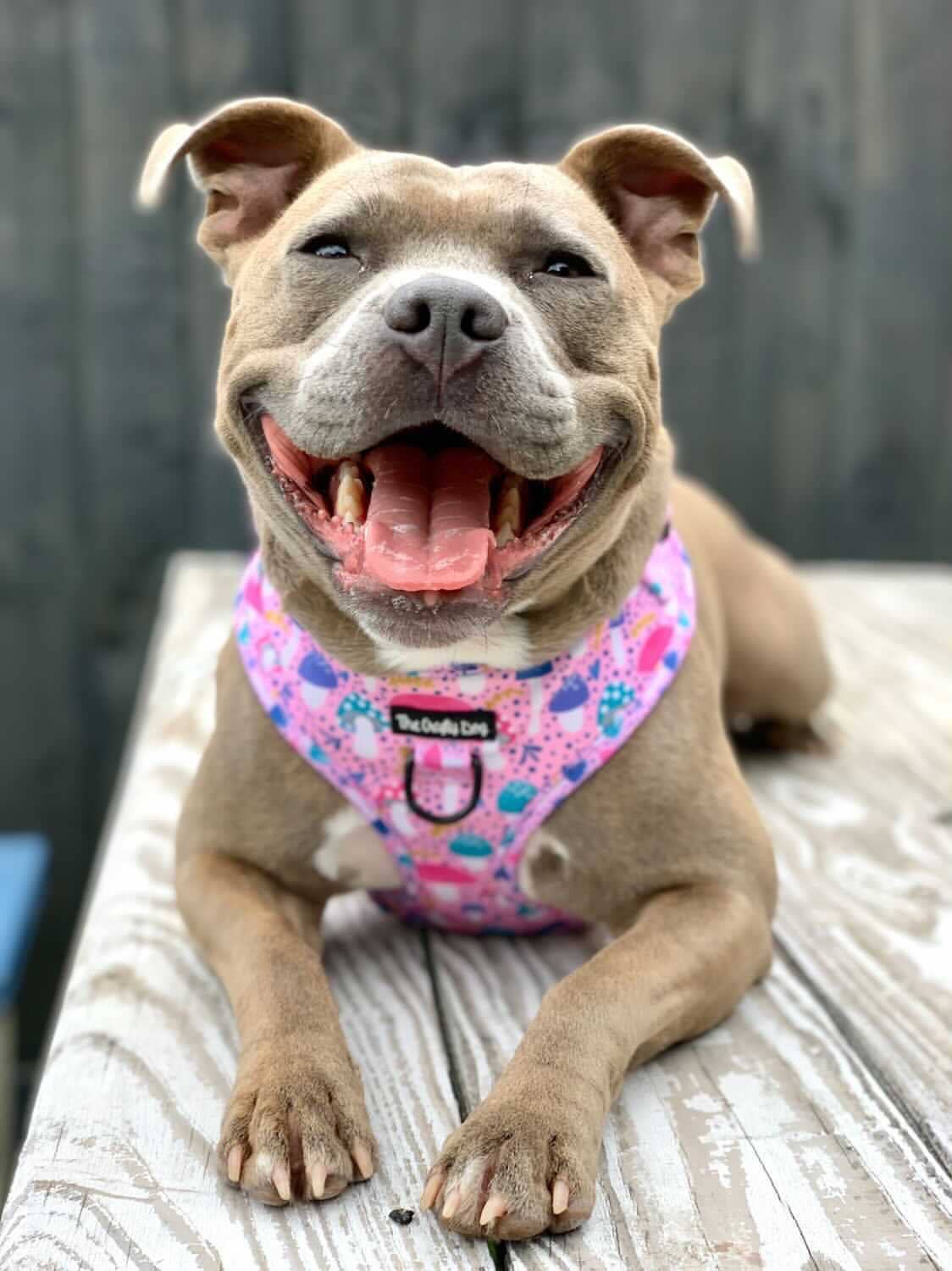 The Crafty Dog Co – Großhandel Haustiergeschirr – Hund – Rougegurt-Geschirr4