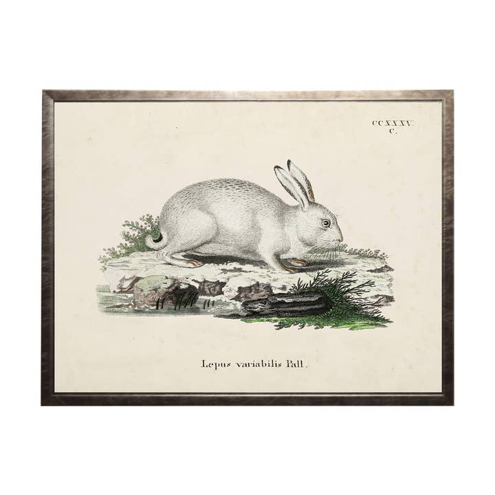 Vintage konijnenboekplaat D op een verweerde achtergrond voor wholesale door Antique Curiosities Inc