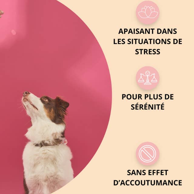 Hello Jack - Wholesale Pet Supplement - Dog - Relax - Supplement for canine stress and anxiety1