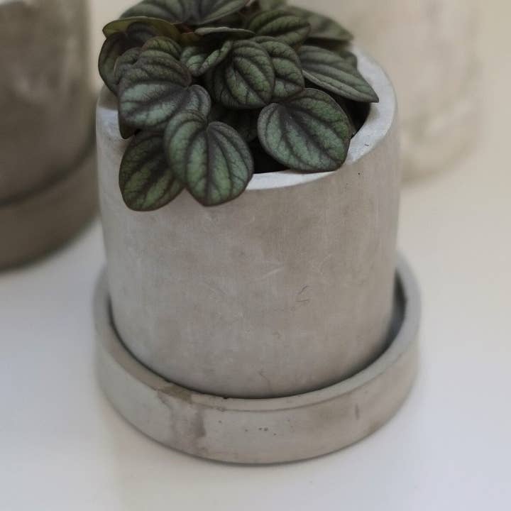 Concrete Plant Pot | Cactus | Succulent | Planter | Monochrome Planter | Boho Decor | Boho Plant Pot for wholesale by Concreates