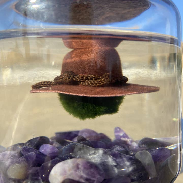 Moss Amigos | Moss Ball Terrariums - Wholesale Cowboy Hat - Unisex - Country Hat6
