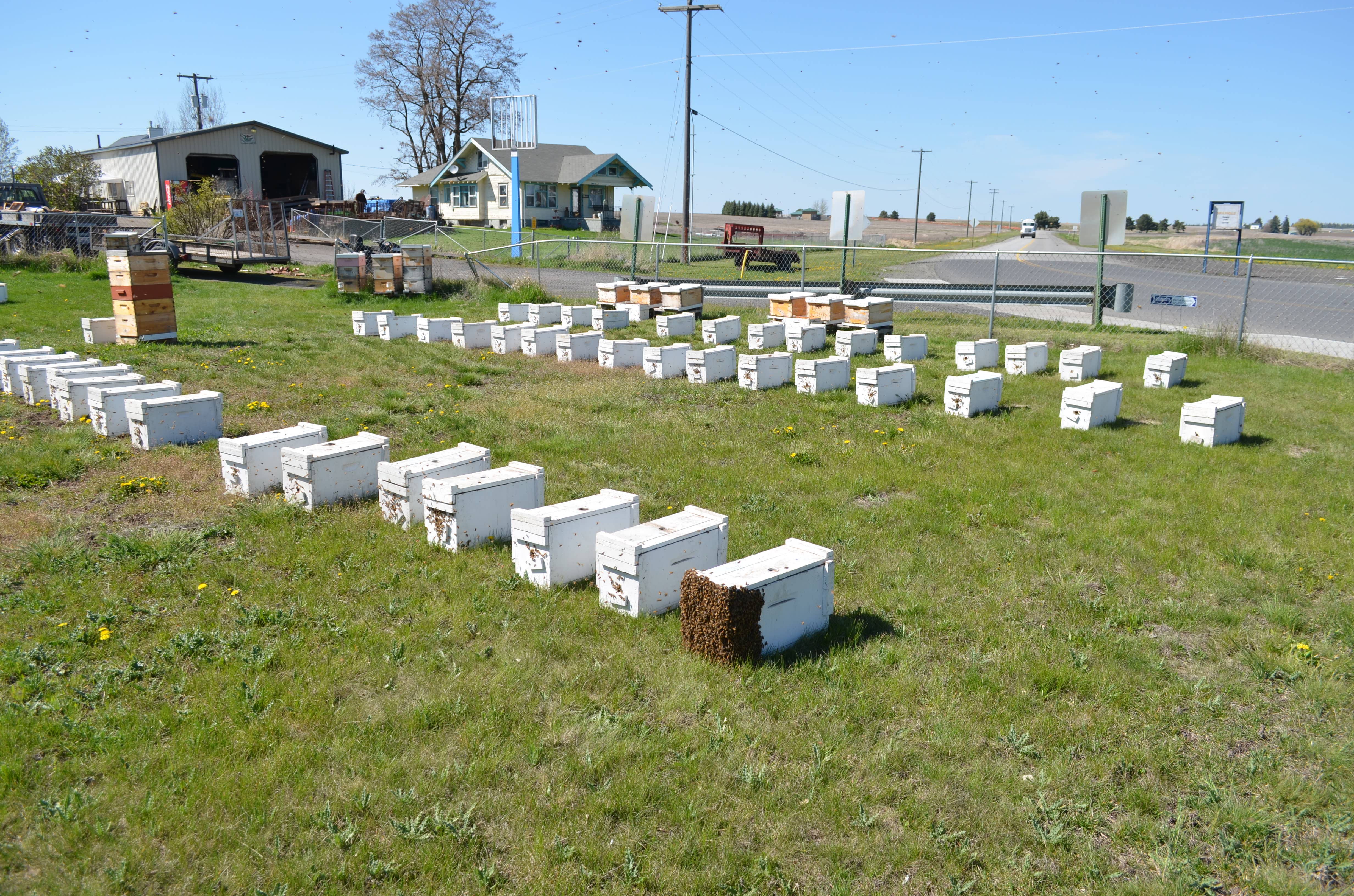 Bees-to-Bubbles Handcrafted Soaps – wholesale Tvål – Mjölk- och honungstvål med havre2
