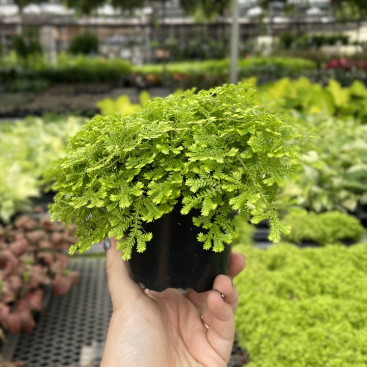Thorsen's Greenhouse - Wholesale Live Plant - Gold Club Moss Fern - 4" Live Plant2
