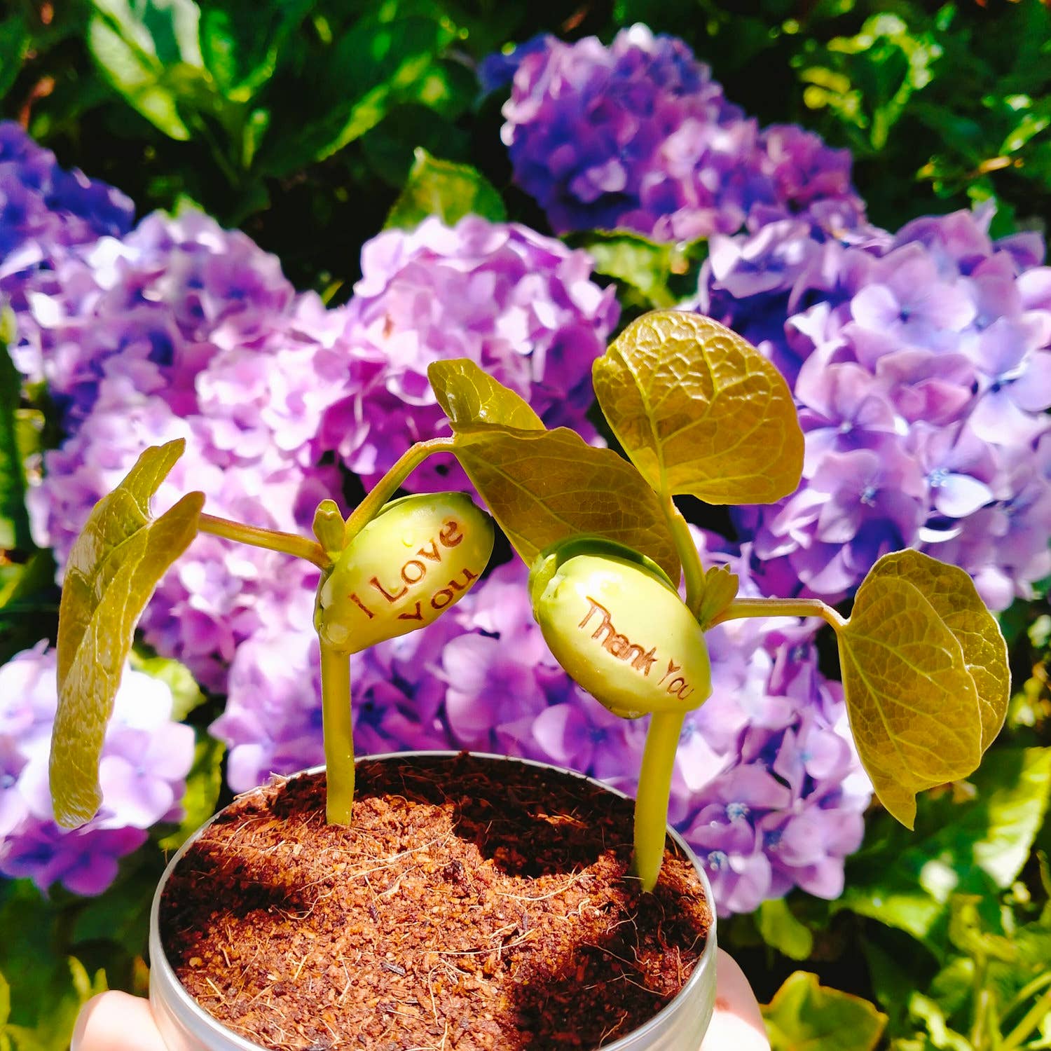 Live Love Bean - Wholesale Plant seeds - Magic Beans (Engraved Seeds) - Loose8