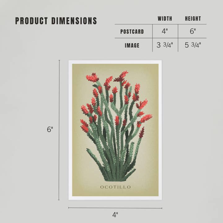 Lantern Press - Wholesale Postcard - PREMIUM POSTCARDS Ocotillo, Vintage Flora4