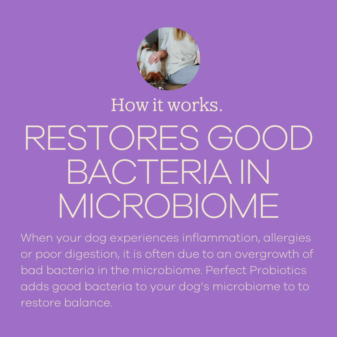 Yumwoof Natural Pet Food - Wholesale Pet Supplement - Dog - Perfect Probiotics3