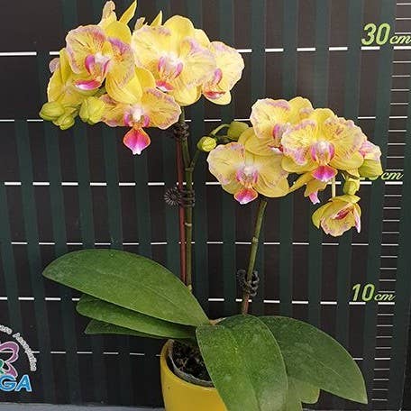 OrchidBox – wholesale Live plant – Phalaenopsis Golden Yuzu (peloric) 2.5"3